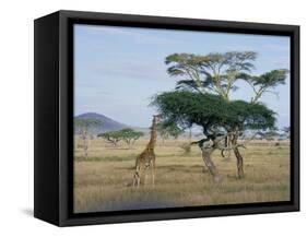 Giraffe, Serengeti National Park, Tanzania, East Africa, Africa-Robert Francis-Framed Stretched Canvas