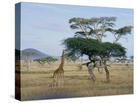 Giraffe, Serengeti National Park, Tanzania, East Africa, Africa-Robert Francis-Stretched Canvas