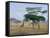 Giraffe, Serengeti National Park, Tanzania, East Africa, Africa-Robert Francis-Framed Stretched Canvas