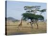Giraffe, Serengeti National Park, Tanzania, East Africa, Africa-Robert Francis-Stretched Canvas