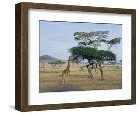 Giraffe, Serengeti National Park, Tanzania, East Africa, Africa-Robert Francis-Framed Photographic Print