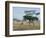 Giraffe, Serengeti National Park, Tanzania, East Africa, Africa-Robert Francis-Framed Photographic Print