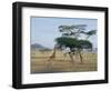 Giraffe, Serengeti National Park, Tanzania, East Africa, Africa-Robert Francis-Framed Photographic Print