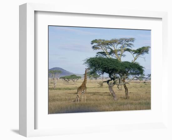 Giraffe, Serengeti National Park, Tanzania, East Africa, Africa-Robert Francis-Framed Photographic Print