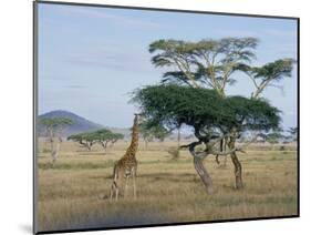 Giraffe, Serengeti National Park, Tanzania, East Africa, Africa-Robert Francis-Mounted Photographic Print
