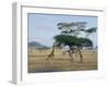 Giraffe, Serengeti National Park, Tanzania, East Africa, Africa-Robert Francis-Framed Photographic Print