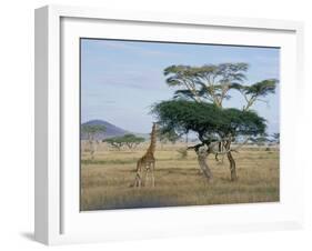 Giraffe, Serengeti National Park, Tanzania, East Africa, Africa-Robert Francis-Framed Photographic Print