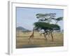 Giraffe, Serengeti National Park, Tanzania, East Africa, Africa-Robert Francis-Framed Photographic Print