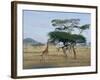 Giraffe, Serengeti National Park, Tanzania, East Africa, Africa-Robert Francis-Framed Photographic Print