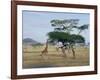 Giraffe, Serengeti National Park, Tanzania, East Africa, Africa-Robert Francis-Framed Photographic Print