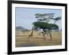 Giraffe, Serengeti National Park, Tanzania, East Africa, Africa-Robert Francis-Framed Photographic Print