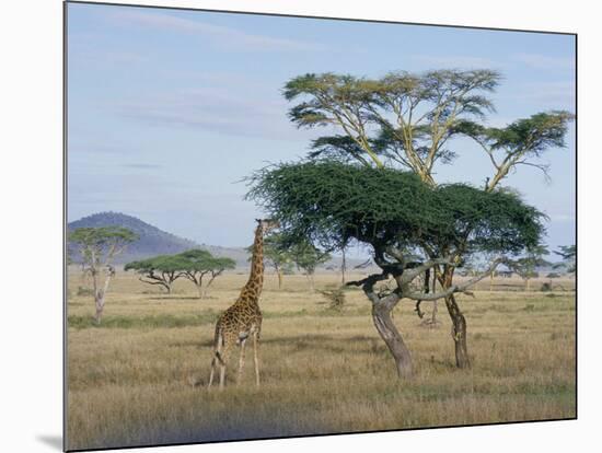 Giraffe, Serengeti National Park, Tanzania, East Africa, Africa-Robert Francis-Mounted Photographic Print