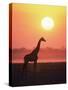 Giraffe Silhouette at Sunset, (Giraffa Camelopardalis) Etosha National Park, Namibia-Tony Heald-Stretched Canvas