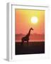 Giraffe Silhouette at Sunset, (Giraffa Camelopardalis) Etosha National Park, Namibia-Tony Heald-Framed Photographic Print