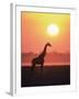 Giraffe Silhouette at Sunset, (Giraffa Camelopardalis) Etosha National Park, Namibia-Tony Heald-Framed Photographic Print