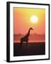 Giraffe Silhouette at Sunset, (Giraffa Camelopardalis) Etosha National Park, Namibia-Tony Heald-Framed Photographic Print