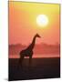 Giraffe Silhouette at Sunset, (Giraffa Camelopardalis) Etosha National Park, Namibia-Tony Heald-Mounted Photographic Print