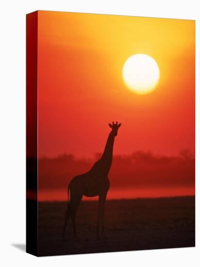 Giraffe Silhouette at Sunset, Namibia, Etosha National Park-Tony Heald-Stretched Canvas