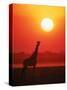 Giraffe Silhouette at Sunset, Namibia, Etosha National Park-Tony Heald-Stretched Canvas