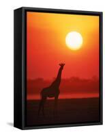 Giraffe Silhouette at Sunset, Namibia, Etosha National Park-Tony Heald-Framed Stretched Canvas