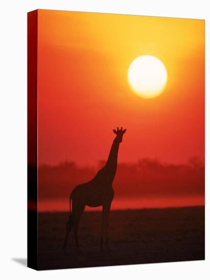 Giraffe Silhouette at Sunset, Namibia, Etosha National Park-Tony Heald-Stretched Canvas