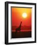 Giraffe Silhouette at Sunset, Namibia, Etosha National Park-Tony Heald-Framed Premium Photographic Print