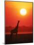 Giraffe Silhouette at Sunset, Namibia, Etosha National Park-Tony Heald-Mounted Premium Photographic Print