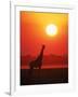 Giraffe Silhouette at Sunset, Namibia, Etosha National Park-Tony Heald-Framed Photographic Print