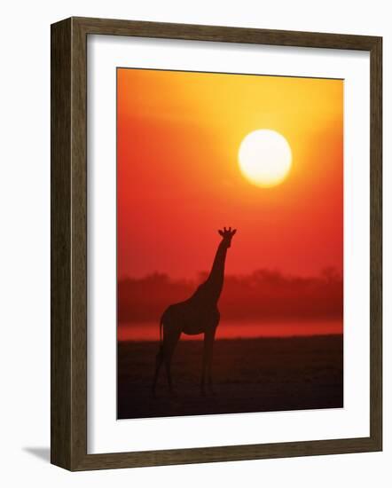 Giraffe Silhouette at Sunset, Namibia, Etosha National Park-Tony Heald-Framed Photographic Print