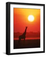 Giraffe Silhouette at Sunset, Namibia, Etosha National Park-Tony Heald-Framed Photographic Print