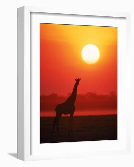 Giraffe Silhouette at Sunset, Namibia, Etosha National Park-Tony Heald-Framed Photographic Print