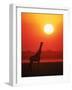 Giraffe Silhouette at Sunset, Namibia, Etosha National Park-Tony Heald-Framed Photographic Print