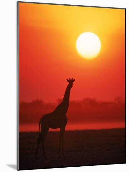 Giraffe Silhouette at Sunset, Namibia, Etosha National Park-Tony Heald-Mounted Photographic Print