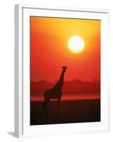 Giraffe Silhouette at Sunset, Namibia, Etosha National Park-Tony Heald-Framed Photographic Print