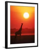 Giraffe Silhouette at Sunset, Namibia, Etosha National Park-Tony Heald-Framed Photographic Print