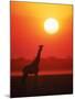 Giraffe Silhouette at Sunset, Namibia, Etosha National Park-Tony Heald-Mounted Photographic Print