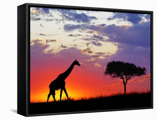 Giraffe silhouetted at sunrise, Masai Mara Game Reserve, Kenya-Adam Jones-Framed Stretched Canvas