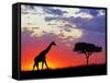 Giraffe silhouetted at sunrise, Masai Mara Game Reserve, Kenya-Adam Jones-Framed Stretched Canvas
