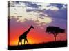 Giraffe silhouetted at sunrise, Masai Mara Game Reserve, Kenya-Adam Jones-Stretched Canvas
