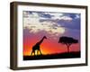 Giraffe silhouetted at sunrise, Masai Mara Game Reserve, Kenya-Adam Jones-Framed Photographic Print