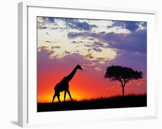 Giraffe silhouetted at sunrise, Masai Mara Game Reserve, Kenya-Adam Jones-Framed Photographic Print