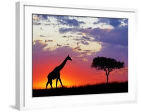 Giraffe silhouetted at sunrise, Masai Mara Game Reserve, Kenya-Adam Jones-Framed Photographic Print