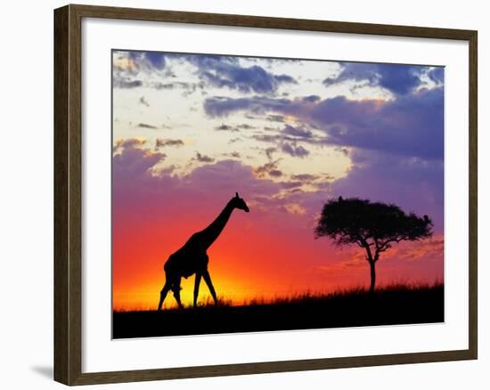 Giraffe silhouetted at sunrise, Masai Mara Game Reserve, Kenya-Adam Jones-Framed Photographic Print