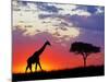 Giraffe silhouetted at sunrise, Masai Mara Game Reserve, Kenya-Adam Jones-Mounted Photographic Print