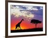 Giraffe silhouetted at sunrise, Masai Mara Game Reserve, Kenya-Adam Jones-Framed Photographic Print