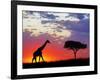 Giraffe silhouetted at sunrise, Masai Mara Game Reserve, Kenya-Adam Jones-Framed Photographic Print