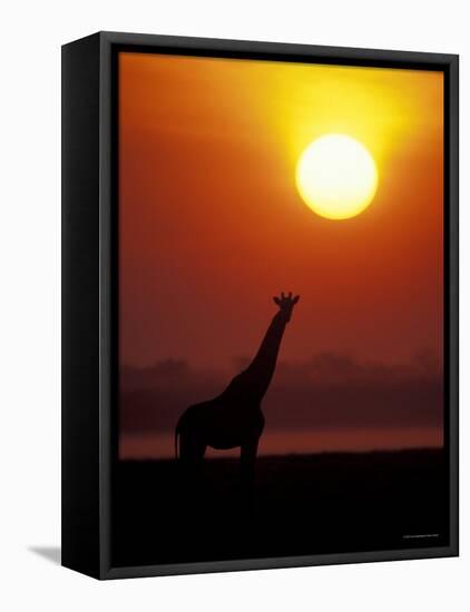 Giraffe Silhouetted at Sunset, (Giraffa Camelopardalis) Namibia Etosha National Park-Tony Heald-Framed Stretched Canvas