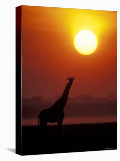 Giraffe Silhouetted at Sunset, (Giraffa Camelopardalis) Namibia Etosha National Park-Tony Heald-Stretched Canvas