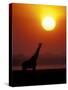 Giraffe Silhouetted at Sunset, (Giraffa Camelopardalis) Namibia Etosha National Park-Tony Heald-Stretched Canvas