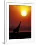 Giraffe Silhouetted at Sunset, (Giraffa Camelopardalis) Namibia Etosha National Park-Tony Heald-Framed Photographic Print